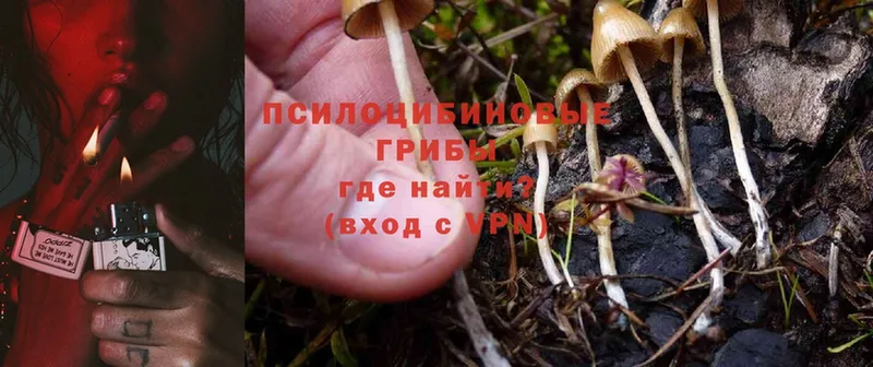 Галлюциногенные грибы Psilocybe  сайты даркнета состав  Красный Холм 